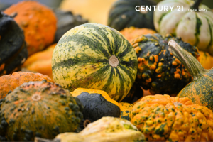 Pictures of gourds & Pumpkins