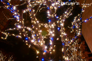 Picture of outdoor Christmas Lights